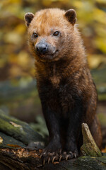 Portrait of Bush dog in zoo