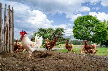 Stolzer Hahn mit seinen freilaufenden H&uuml;hner auf einer H&uuml;hnerweide auf einem Bauernhof..