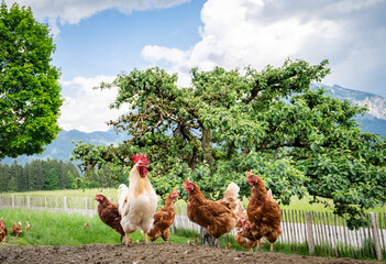 Stolzer Hahn mit seinen freilaufenden H&uuml;hner auf einer H&uuml;hnerweide auf einem Bauernhof..