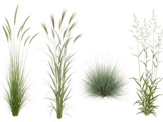 Grass plants isolated on transparent background