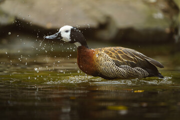 White-faced whistling duck in water