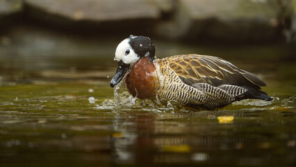 White-faced whistling duck in water