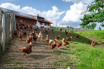 Eine gro&szlig;e Ansammlung freilaufender H&uuml;hner und H&auml;hne auf einer H&uuml;hnerweide vor einem H&uuml;hnerstall .