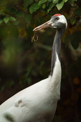 Portrait of American bison in zoo