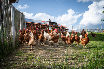 Eine gro&szlig;e Ansammlung freilaufender H&uuml;hner und H&auml;hne auf einer H&uuml;hnerweide vor einem H&uuml;hnerstall .