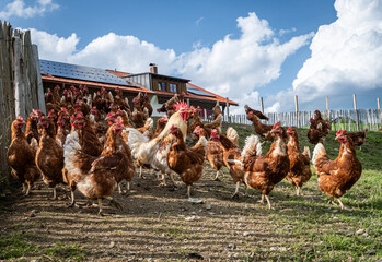 Eine gro&szlig;e Ansammlung freilaufender H&uuml;hner und H&auml;hne auf einer H&uuml;hnerweide vor einem H&uuml;hnerstall .
