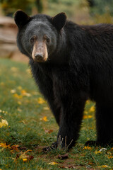 American black bear in autumn