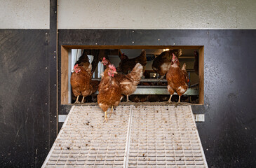 Freilaufende H&uuml;hner im Eingangsbereich von einem H&uuml;hnerstall.
