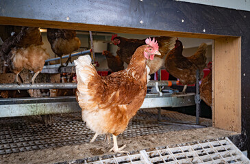 Freilaufende H&uuml;hner im Eingangsbereich von einem H&uuml;hnerstall.