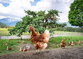 Freilaufende H&uuml;hner auf einer H&uuml;hnerweide mit einem schattenspendenden Apfelbaum.