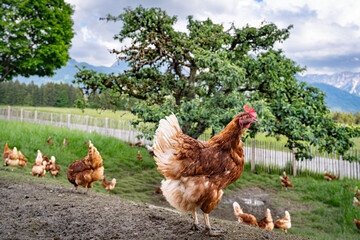 Freilaufende H&uuml;hner auf einer H&uuml;hnerweide mit Apfelbaum.