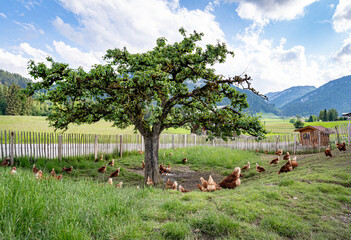 Freilaufende H&uuml;hner auf einer H&uuml;hnerweide mit Apfelbaum.