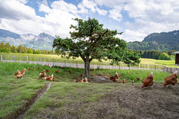 Freilaufende H&uuml;hner auf einer H&uuml;hnerweide mit Apfelbaum.
