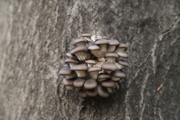 mushroom growing in a tree hollow