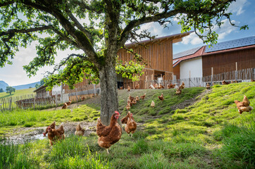Freilaufende H&uuml;hner auf einer H&uuml;hnerweide mit einem schattenspendenden Apfelbaum.