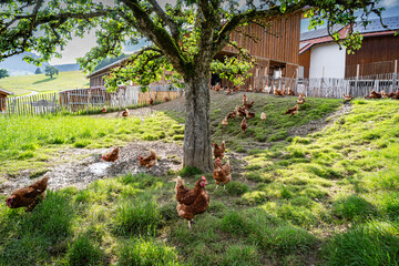 Freilaufende H&uuml;hner auf einer H&uuml;hnerweide mit einem schattenspendenden Apfelbaum.