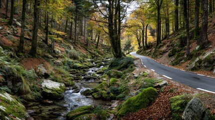 Obraz premium Winding forest road beside a rocky stream in autumn.