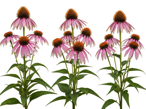 Purple coneflowers isolated on transparent background