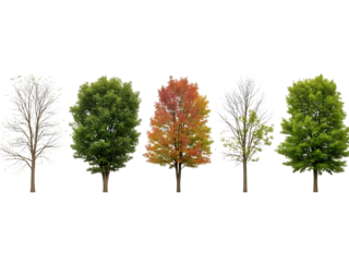 Four trees in different seasons isolated on transparent background