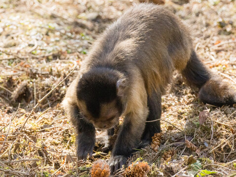 Singe Capucin