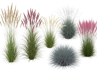 Obraz premium Collection of ornamental grasses isolated on transparent background