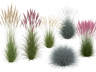 Collection of ornamental grasses isolated on transparent background