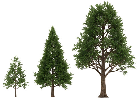 Three pine trees isolated on transparent background