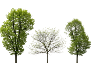 Three trees illustration isolated on transparent background