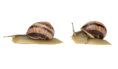 Garden snails Helix pomatia with striped shells.