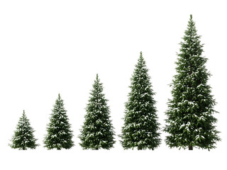 Fototapeta premium Christmas trees, snowy pine cones, isolated on transparent background
