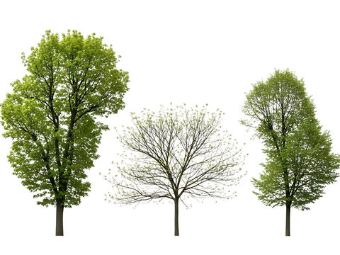 Three trees illustration isolated on transparent background - Powered by Adobe