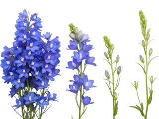 Blue flowers with green stems isolated on transparent background