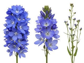 Blue flowers cluster isolated on transparent background