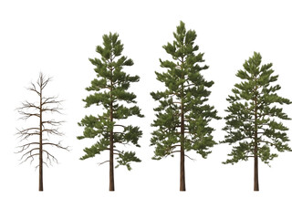 Four pine trees isolated on transparent background