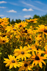 Łąka pełna ż&oacute;łtych kwiat&oacute;w 2025