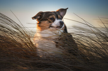 Dog resting in dune grass on Baltic Sea beach at golden hour