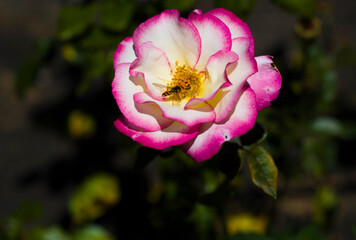 Pszczoła na r&oacute;ży 2025