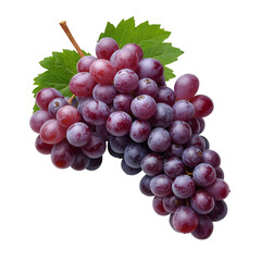 Fototapeta premium Fresh Purple Grapes on a Branch With Green Leaves in Natural Light