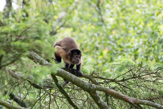 Singe Capucin