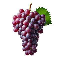 Fototapeta premium Fresh Purple Grapes on a Branch With Green Leaves in Natural Light