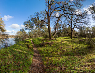 dirt trail winds through a sun drenched oak grove along the American River