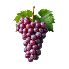 Fototapeta premium Bunch of Grapes Hanging From Vine With Green Leaves in Bright Light