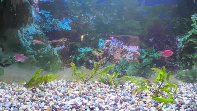 Colorful fish swim in a bright aquarium with lush green plants