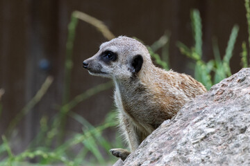 Suricate