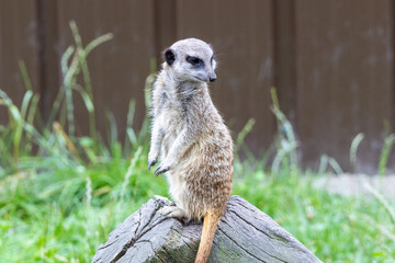 Suricate