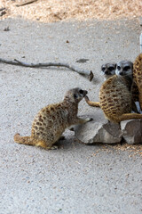 Suricate