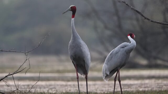 Pair of sarus crane making calls in bharatpur bird sanctuary