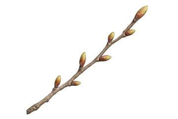 Tree branch with spring buds showing new growth