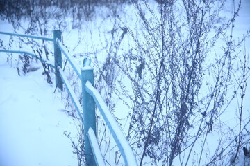 ice and snow on a tree