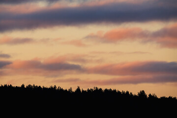 Scenic sunset sky over dark pine forest silhouette in Estonia with purple and orange clouds at dusk in Northern Europe